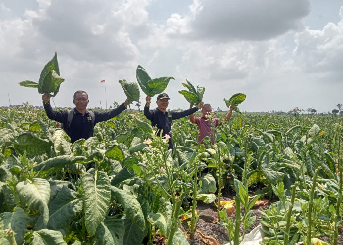 Tembakau Tulungagung Makin Wangi, Harga Rajangan Kering Tembus Rp130 Ribu/Kg