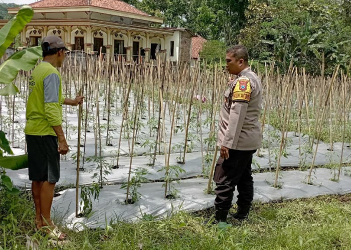 Bhabinkamtibmas Jambesari Jember Dampingi Petani Optimalisasi Pekarangan Pangan Bergizi