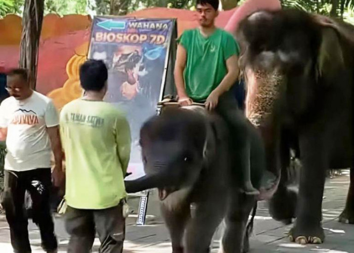 Video Anak Gajah Ditunggangi Viral, DPRD Geram dan Wali Kota Surabaya Perintahkan Inspektorat Bergerak