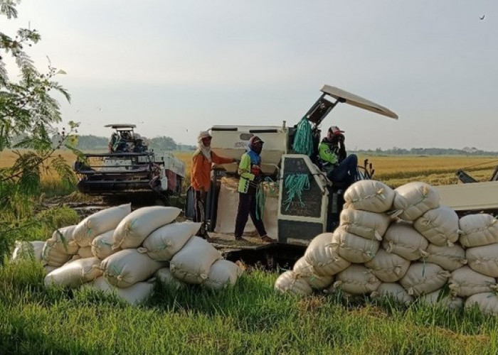 Dikelola Kemitraan, Persawahan Gedangrowo Sidoarjo Raih Juara