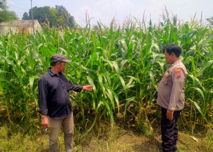 Polresta Sidoarjo Dorong Swasembada Pangan, Bhabinkamtibmas Turun Langsung Cek Lahan Jagung Petani