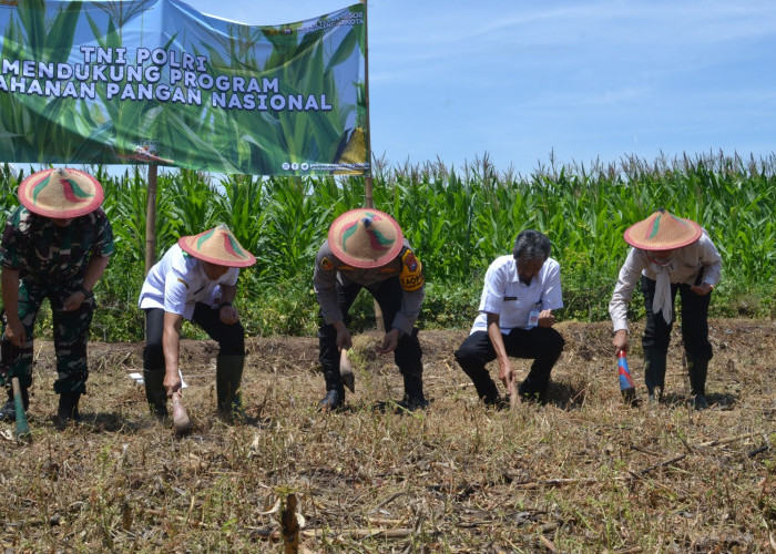 Tindaklanjuti Atensi Kapolri, Polres Probolinggo Kota Tanam 1000 Bibit Jagung Merah