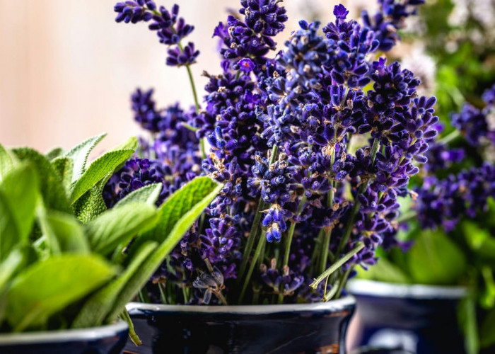 Tak Hanya Percantik Rumah, Tanaman Ini Juga Bisa Bantu Usir Serangga