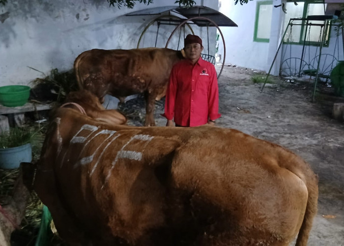 Perkuat Solidaritas Sosial, PDIP Jatim Salurkan 468 Sapi Kurban