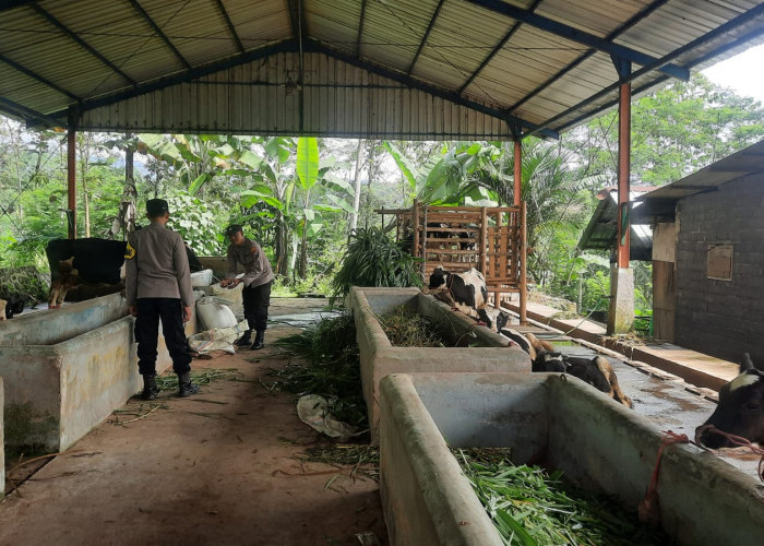 Polisi Tingkatkan Keamanan Peternak, Patroli Door to Door Sambang Kandang Sapi