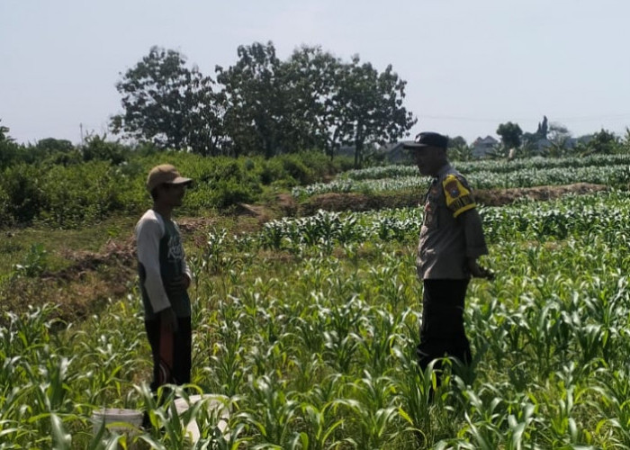 Dukung Program Ketahanan Pangan, Bhabinkamtibmas Maron Lakukan Monitoring dan Edukasi Petani