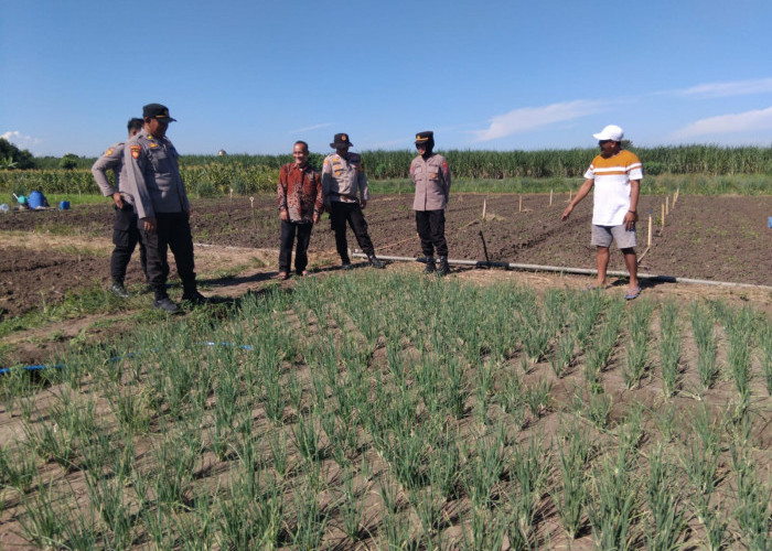 Satgas Ketahanan Pangan Polresta Sidoarjo Turun ke Sawah Desa Lemujut Krembung