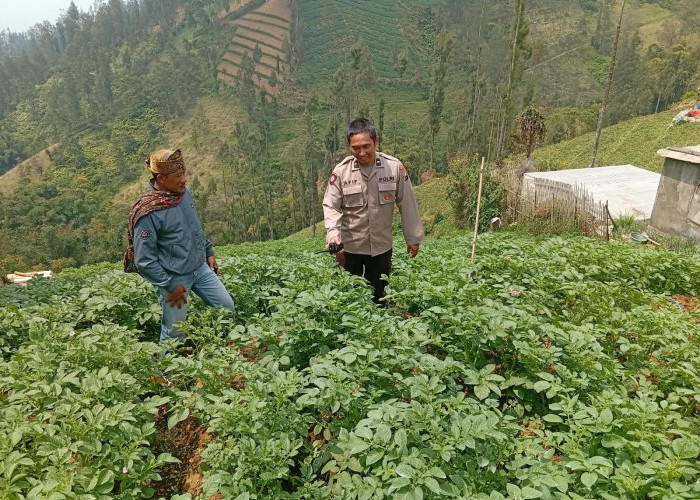 Polsek Tosari Cek Tanaman Kentang, Dukung Ketahanan Pangan Petani Pasuruan