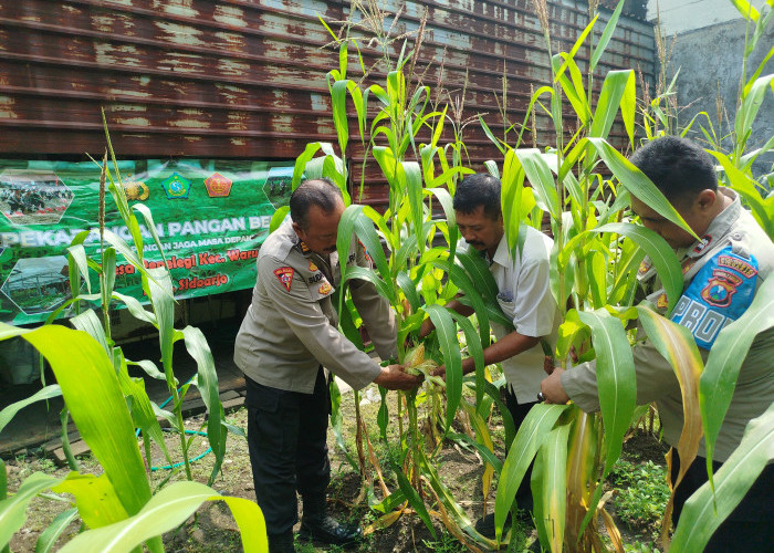 Dukung Swasembada Pangan, Polsek Waru Pantau Pertumbuhan Jagung di Desa Pepelegi