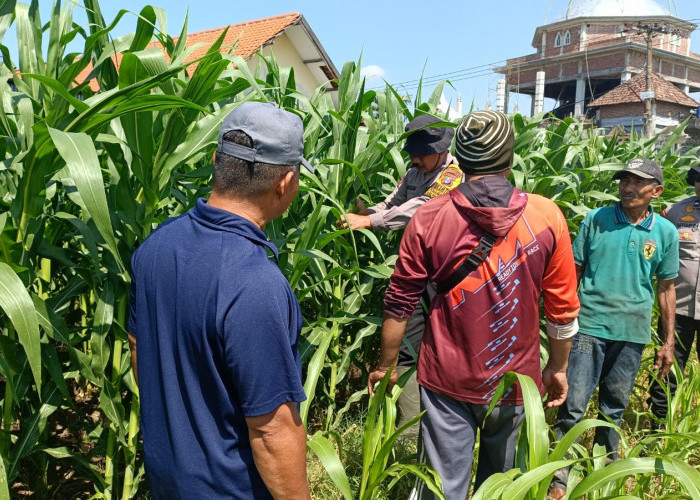 Polsek Balongbendo Perkuat Swasembada Pangan Nasional Bersama Petani