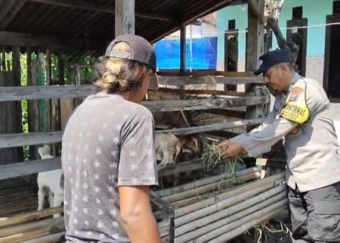 Ternak Kambing Jadi Primadona di Kauman, Bhabinkamtibmas Polsek Bangil Dorong Kesejahteraan Masyarakat