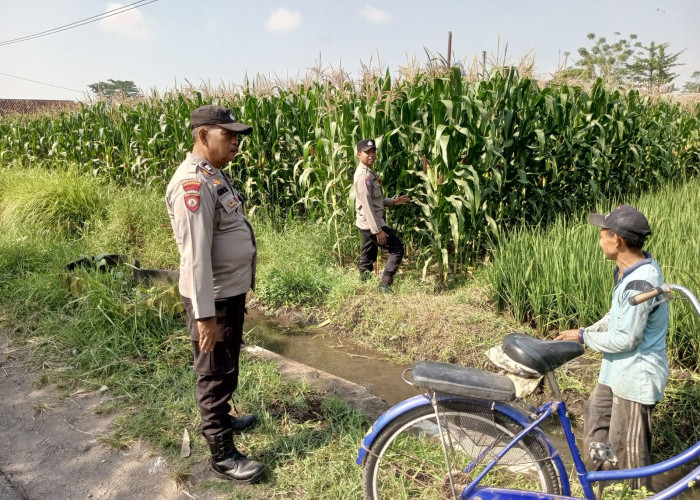 Bhabinkamtibmas Mojosari Lumajang Cek Tanaman Jagung, Dukung Ketahanan Pangan