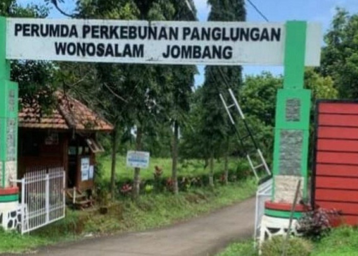 HGU Perumda Panglungan Jombang Mati Setahun, Perpanjangan Terkendala Selisih 5 Hektare