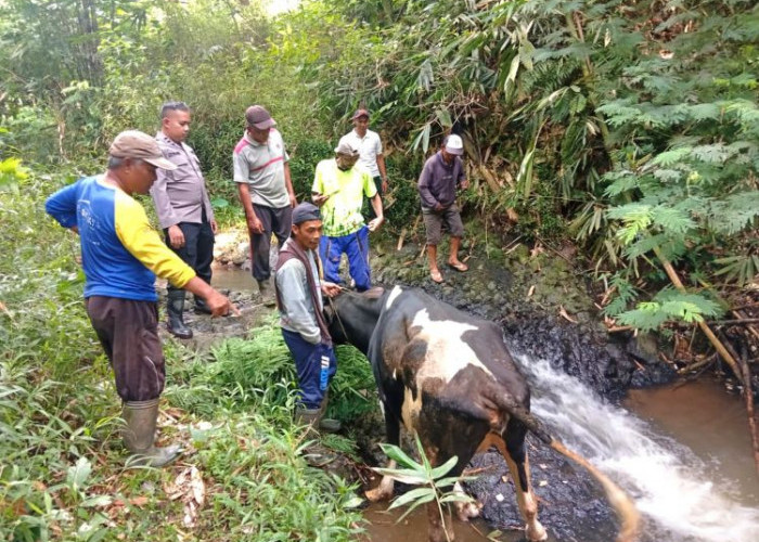 Sapi Curian di Pasuruan Terjatuh ke Jurang, Warga dan Polisi Lakukan Evakuasi
