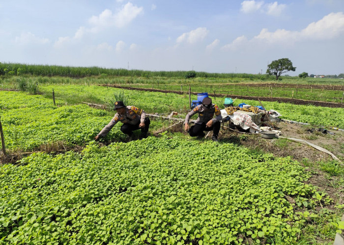 Polsek Krembung Turun ke Lahan P2B Lemujut