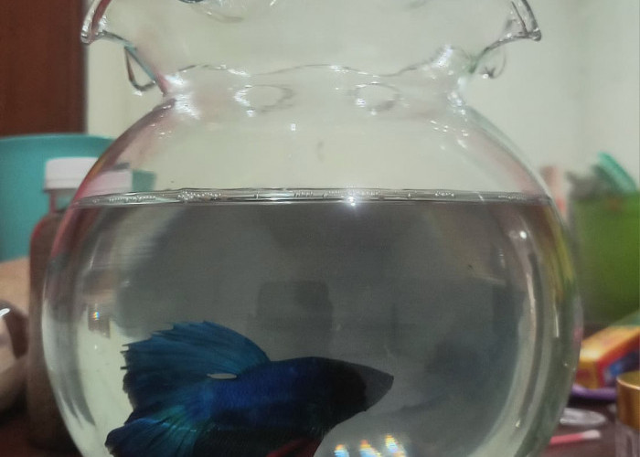 Tak Takut Sendiri: Pelajaran Kehidupan dari Seekor Ikan Cupang