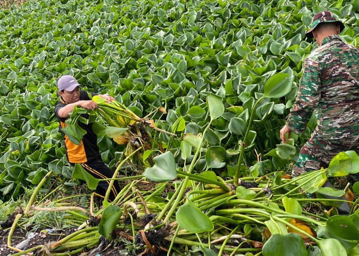 Forkopimka Sidoarjo Bersihkan Sampah dan Eceng Gondok