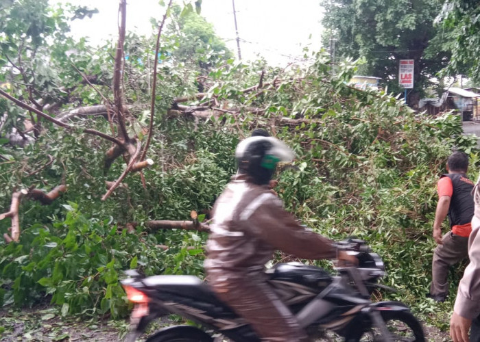 Polsek Balongbendo, Koramil dan BPBD Gotong Royong Evakuasi Pohon Tumbang di Jalan Raya Jabaran
