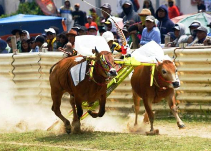 Dibanjiri Ribuan Penonton, Pasangan Sapi Kerap Berlian Sonar Gaet Piala Begilir Bupati Bangkalan