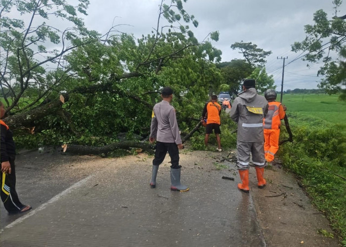 Polsek Paron Evakuasi Pohon Tumbang, Arus Lalin di Ngawi Kembali Lancar