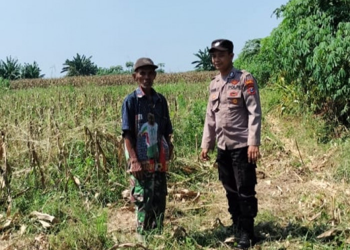Polisi Gencarkan Patroli Ketahanan Pangan Perkebunan Jagung