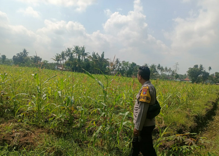 Polsek Kedungjajang Komitmen Sukseskan Ketahanan Pangan, Turun Langsung Dampingi Petani