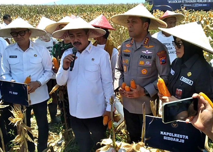 Kementerian Imipas Panen Raya Jagung di Bulang Prambon Sidoarjo, Wujudkan Ketahanan Pangan