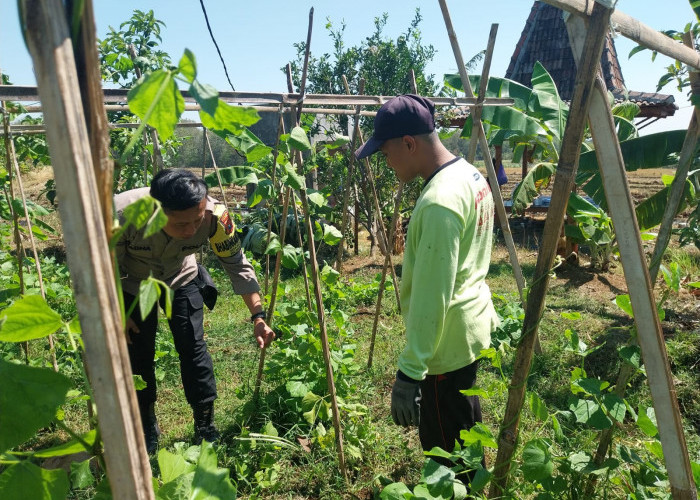 Bhabinkamtibmas Jogorogo Monitoring Kacang Panjang Warga, Dukung Ketahanan Pangan