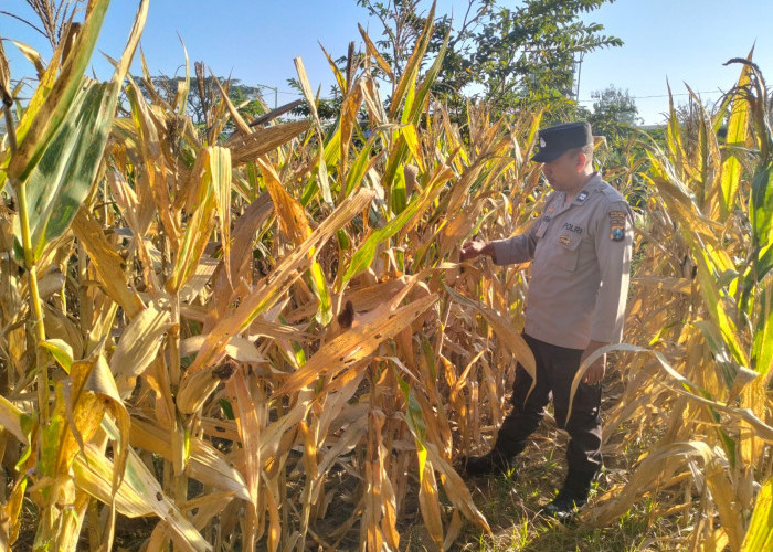 Turun ke Ladang Jagung, Kanit Binmas Polsek Gondang Dekat dengan Petani dan Kawal Ketahanan Pangan
