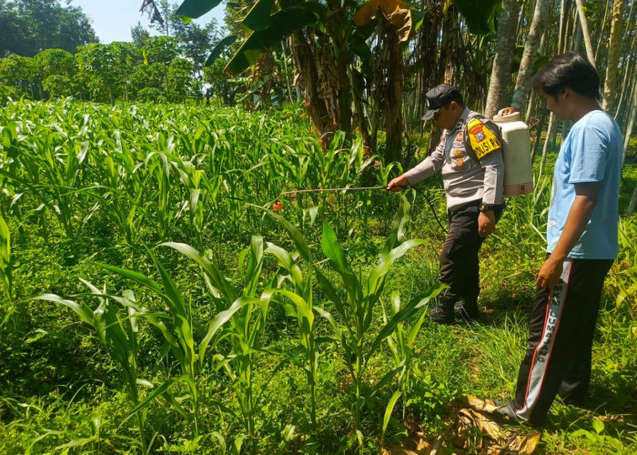 Polsek Tempeh Kawal Ketahanan Pangan, Serap Aspirasi Petani di Lapangan