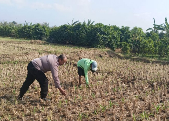 Dukung Ketahanan Pangan, Bhabinkamtibmas Tambibendo Dampingi Petani Jagung di Kediri
