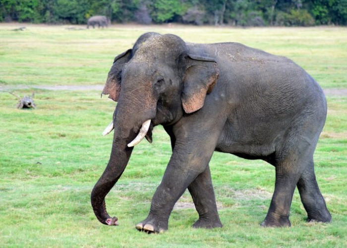 Ancaman Tersembunyi: Gajah dan Perjuangan Konservasi untuk Perlindungan Spesies   