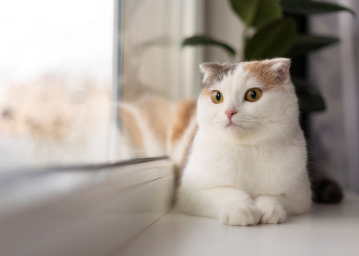 Menggemaskan dan Menyehatkan: Manfaat Memelihara Kucing