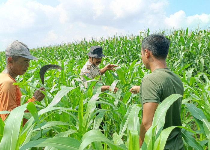 Dukung Ketahanan Pangan, Polisi Bersama Petani di Balongbendo Kelola 21 Hektare Lahan Jagung Hibrida
