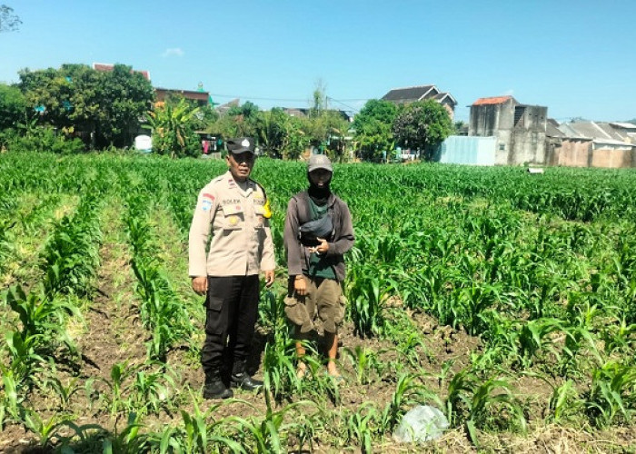 Hari Bhayangkara Ke-80, Bhabinkamtibmas Ngampel Kediri Dampingi Petani Jagung Dukung Ketahanan Pangan