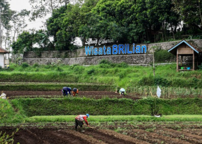 Jangkau 5.245 Desa BRILiaN, BRI Perluas Dukungan Pengembangan Ekonomi Desa