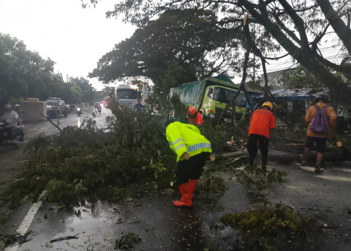 Gercep, Polsek Geneng Evakuasi Pohon Tumbang di Jalur Ngawi–Madiun, Lalu Lintas Kembali Normal