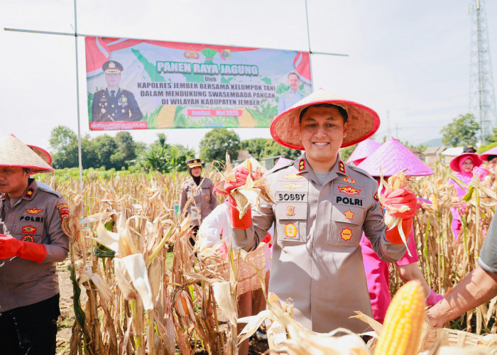 Kapolres Jember dan Bulog Gelar Panen Raya Jagung Bersama