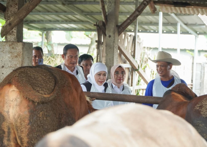 Lamongan Kantongi Stok Sapi Kurban Terbesar di Jatim Jelang Iduladha 1447 H