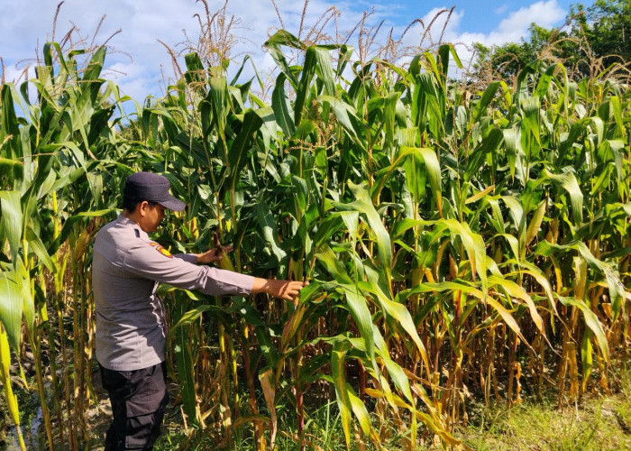 Perkuat Ketahanan Pangan, Polsek Tempursari Turun Langsung Kawal Petani Jagung di Desa Tegalrejo