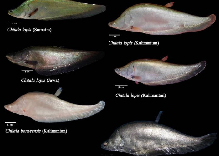 Sempat Dinyatakan Punah, Ikan Belida Lopis Ditemukan Kembali di Jawa