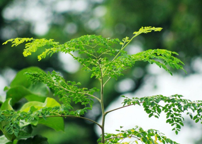 Daun Kelor Tak Hanya Identik Mistis, Ini Manfaat Besarnya untuk Kesehatan dan Lingkungan