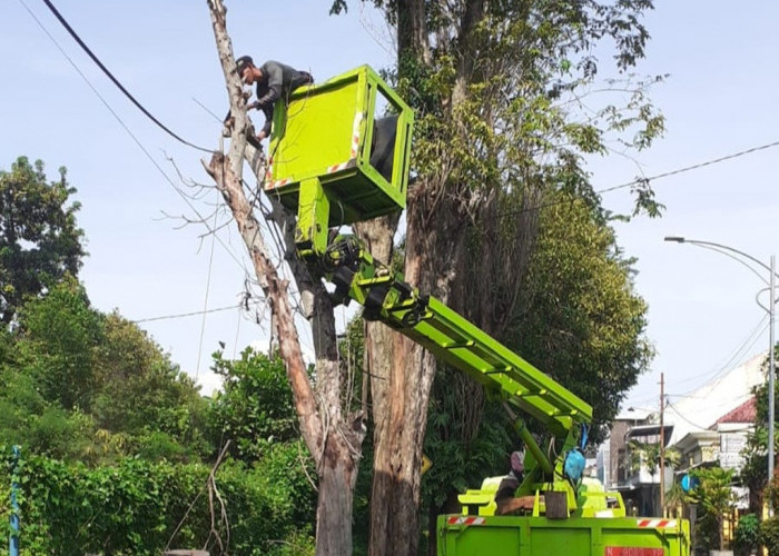 Antisipasi Bahaya Cuaca Ekstrem, DLH Lumajang Rapikan Pohon di Titik Vital Kota