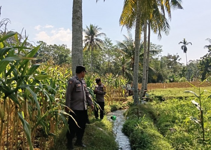 Polsek Randuagung Lumajang Komitmen Sukseskan Ketahanan Pangan melalui Pendampingan Petani