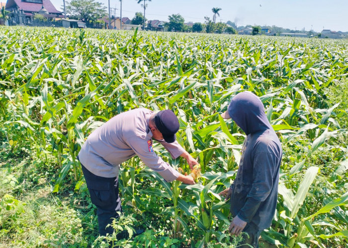 Bhabinkamtibmas Semampir Edukasi Petani Jagung, Dukung Swasembada Pangan Nasional