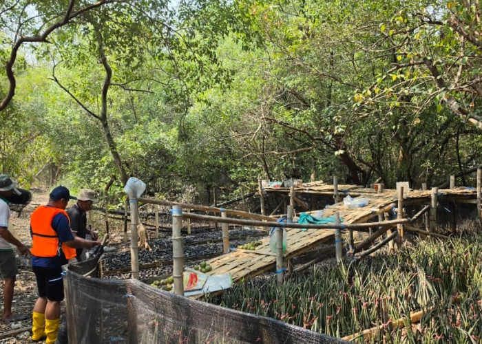 Rehabilitasi Pesisir, TPS Siapkan 15.000 Bibit Mangrove