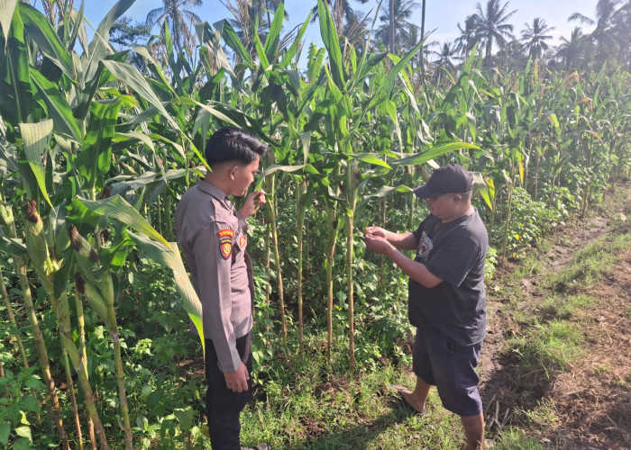 Dukung Asta Cita, Polsek Randuagung Sambang Desa dan Cek Lahan Jagung di Desa Salak