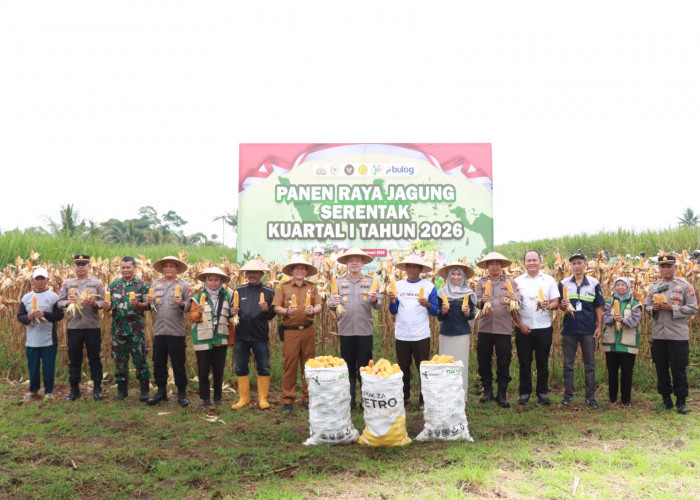Dukung Ketahanan Pangan Nasional, Kapolres Malang Pimpin Panen Raya 8 Ton Jagung di Gondanglegi
