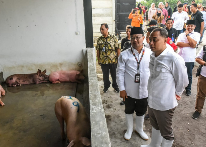 Relokasi RPH Khusus Babi dari Kawasan Ampel ke Banjarsugihan
