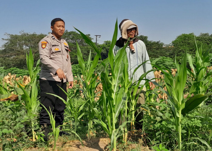 Polsek Krian Cek Pertumbuhan Jagung di Desa Junwangi, Sukseskan Swasembada Pangan